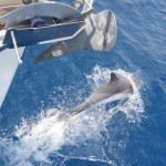 Delphine vorm Bug einer Segelyacht